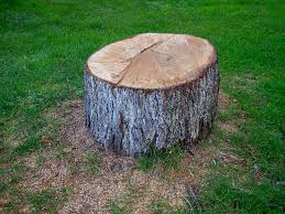 Best Fruit Tree Pruning  in Brookmont, MD