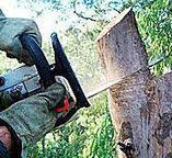 How Our Tree Care Process Works  in  Brookmont, MD