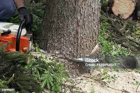 Best Tree Trimming and Pruning  in Brookmont, MD