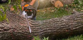 Best Utility Line Clearance  in Brookmont, MD
