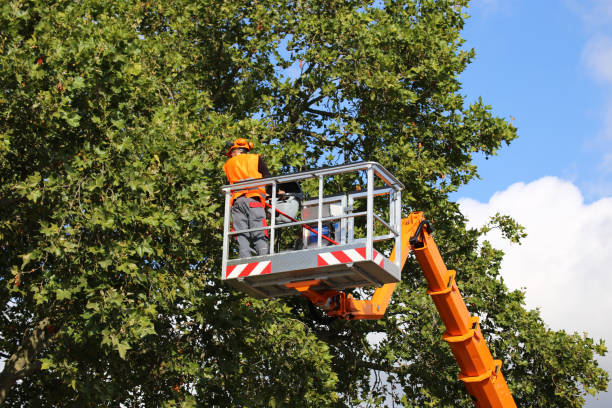Best Leaf Removal  in Brookmont, MD