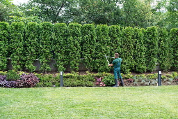 Best Tree Cabling and Bracing  in Brookmont, MD