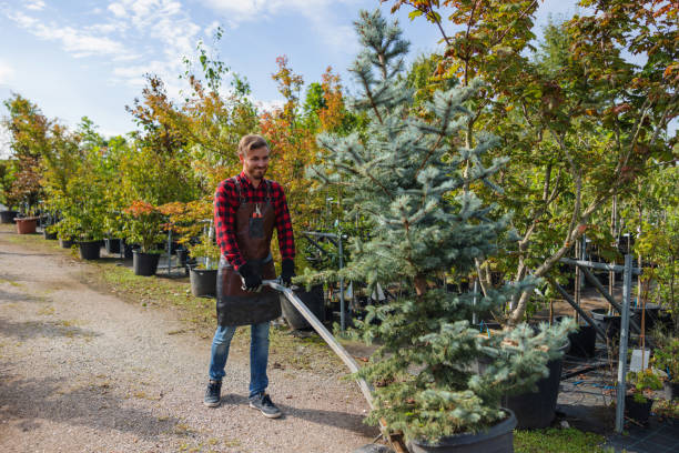 Best Tree Maintenance Programs  in Brookmont, MD