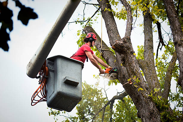 Best Stump Grinding and Removal  in Brookmont, MD