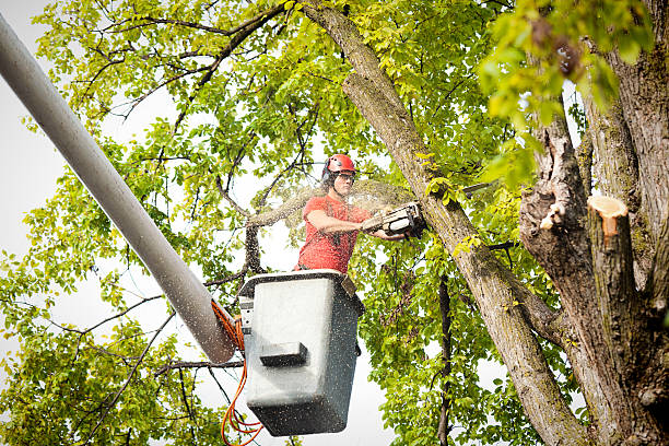 Best Tree Risk Assessment  in Brookmont, MD