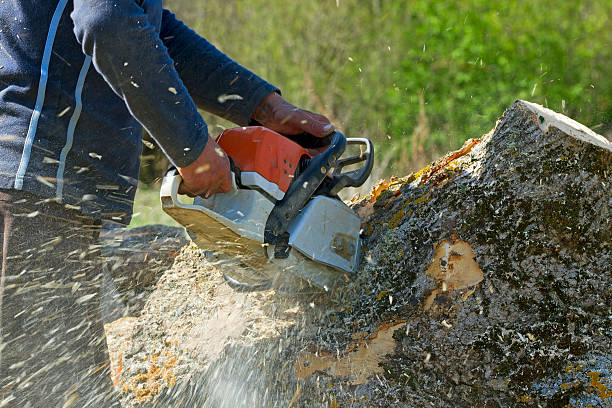 Best Arborist Consultation Services  in Brookmont, MD