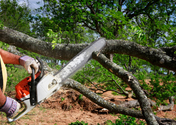  Brookmont, MD Tree Removal Pros